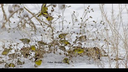 Karabaşlı iskete » Eurasian Siskin » Spinus spinus