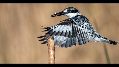 Alaca yalıçapkını