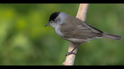 Karabaşlı ötleğen
