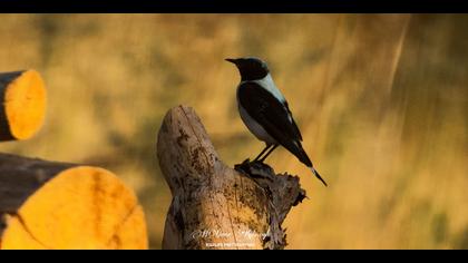 Karakulaklı kuyrukkakan