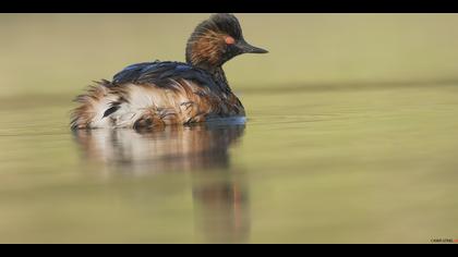 Karaboyunlu batağan