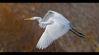 Büyük ak balıkçıl