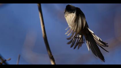 Uzunkuyruklu baştankara