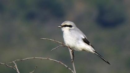 Büyük örümcekkuşu