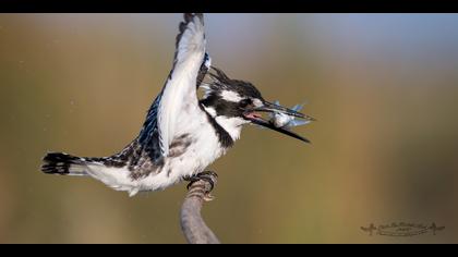 Alaca yalıçapkını