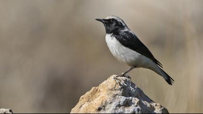 Aksırtlı kuyrukkakan
