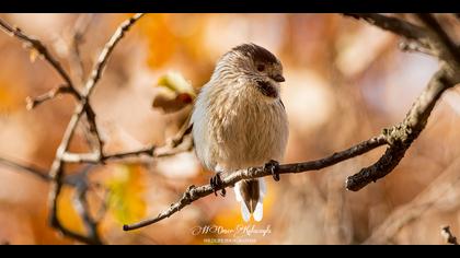 Uzunkuyruklu baştankara