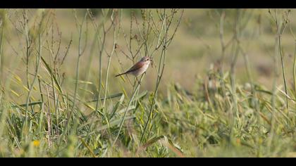 Kızılsırtlı örümcekkuşu