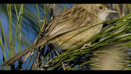 Dikkuyruklu ötleğen