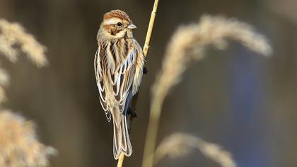 Bataklık Kirazkuşu