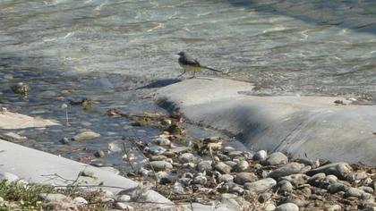 Dağ kuyruksallayanı