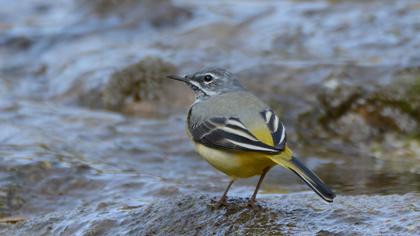 Dağ kuyruksallayanı