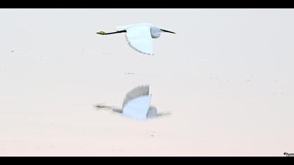 Küçük ak balıkçıl