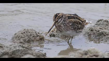 Küçük suçulluğu