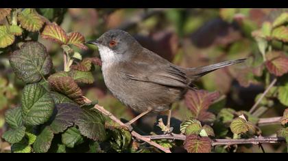 Maskeli ötleğen » Sardinian Warbler » Sylvia melanocephala