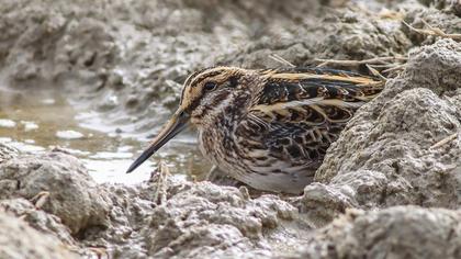 Küçük suçulluğu