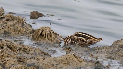 Küçük suçulluğu