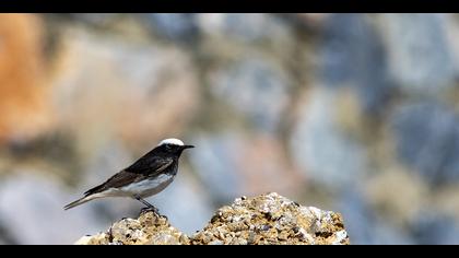 Keşiş kuyrukkakanı