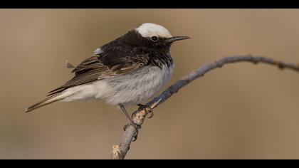 Keşiş kuyrukkakanı