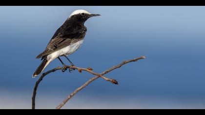 Keşiş kuyrukkakanı