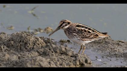Küçük suçulluğu