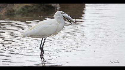 Küçük ak balıkçıl