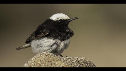 Keşiş kuyrukkakanı