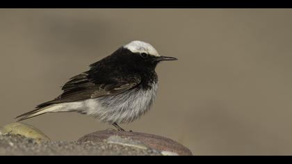 Keşiş kuyrukkakanı