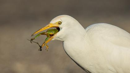 Sığır balıkçılı