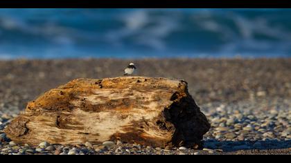 Keşiş kuyrukkakanı