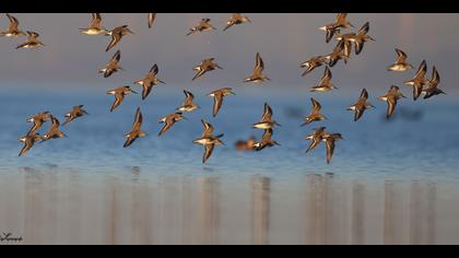 Karakarınlı kumkuşu