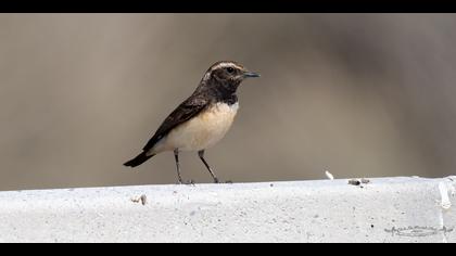 Kıbrıs kuyrukkakanı