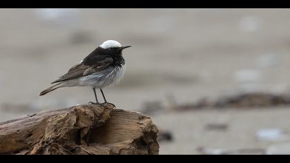 Keşiş kuyrukkakanı
