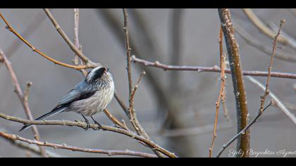 Uzunkuyruklu baştankara