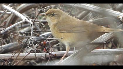 Bataklık kamışçını