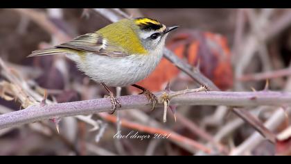 Sürmeli çalıkuşu