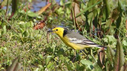 Sarıbaşlı kuyruksallayan