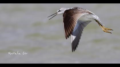 Bataklık düdükçünü
