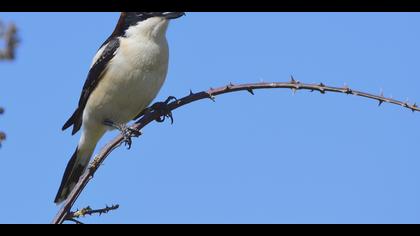 Kızılbaşlı örümcekkuşu » Woodchat Shrike » Lanius senator