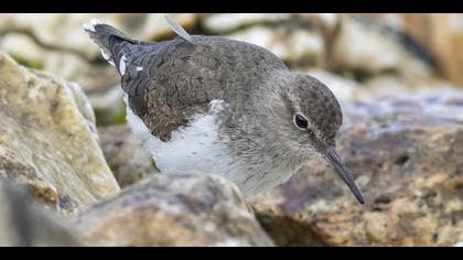 Dere düdükçünü » Common Sandpiper » Actitis hypoleucos