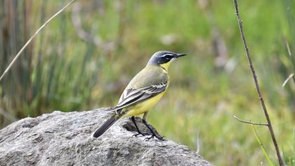 Sarı kuyruksallayan