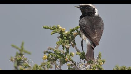 Kıbrıs kuyrukkakanı