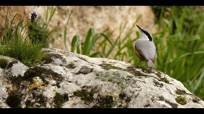 Büyük kaya sıvacısı
