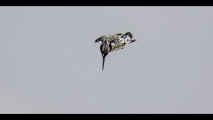 Alaca yalıçapkını