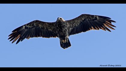 Küçük orman kartalı