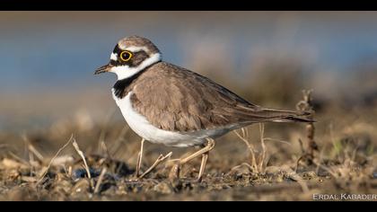 Halkalı küçük cılıbıt