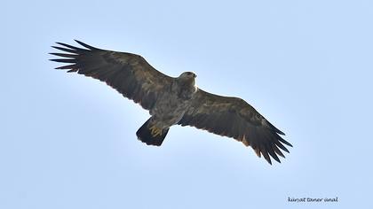 Küçük orman kartalı