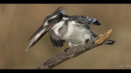 Alaca yalıçapkını