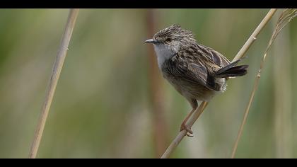 Dikkuyruklu ötleğen » Delicate prinia » Prinia lepida