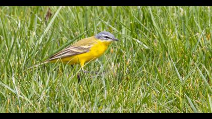 Sarı kuyruksallayan